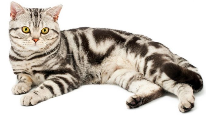 американские короткошерстные коты