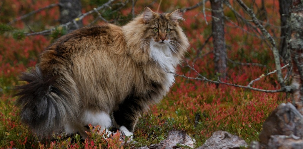 норвежский лесной кот