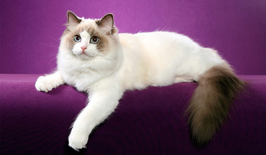 Ragdoll