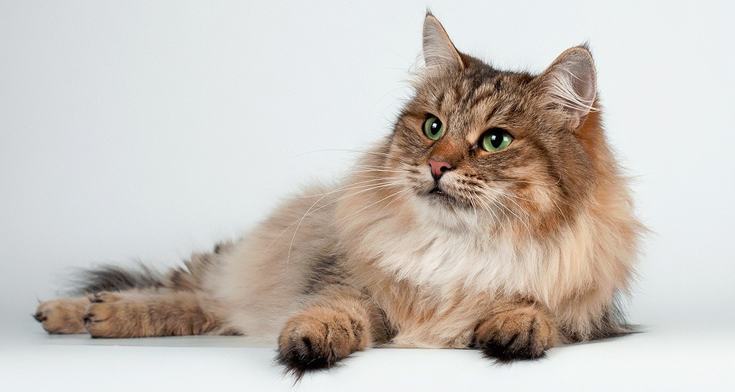 сибирский кот