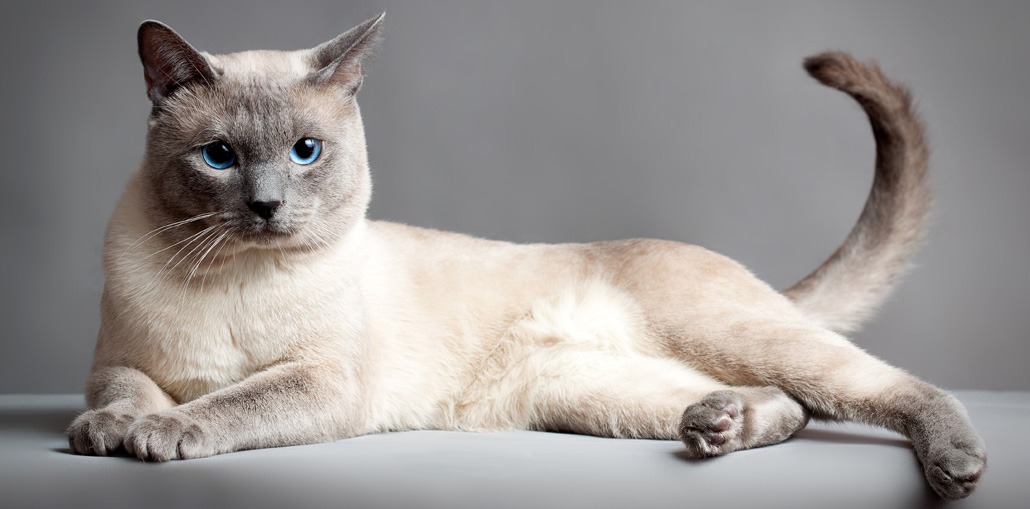 тайский кот