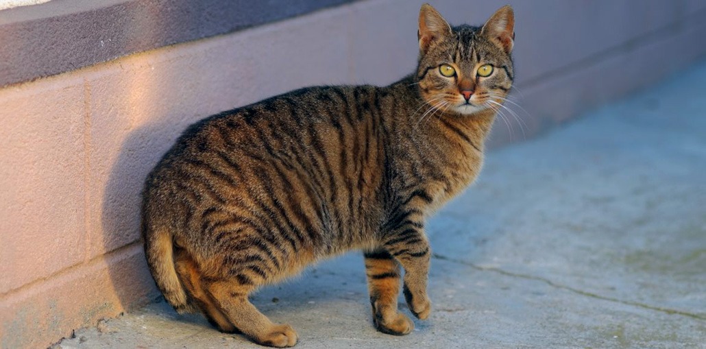 мэнская кошка