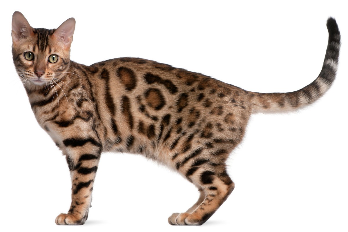 бенгальский кот