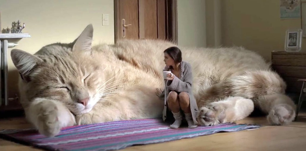 кошка главная в доме