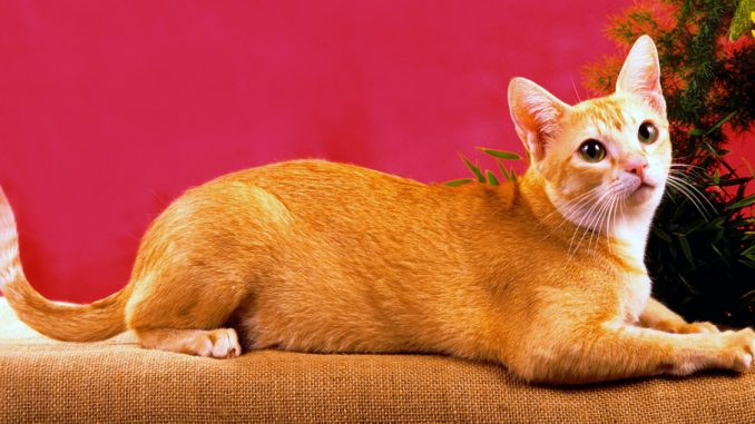 цейлонская кошка