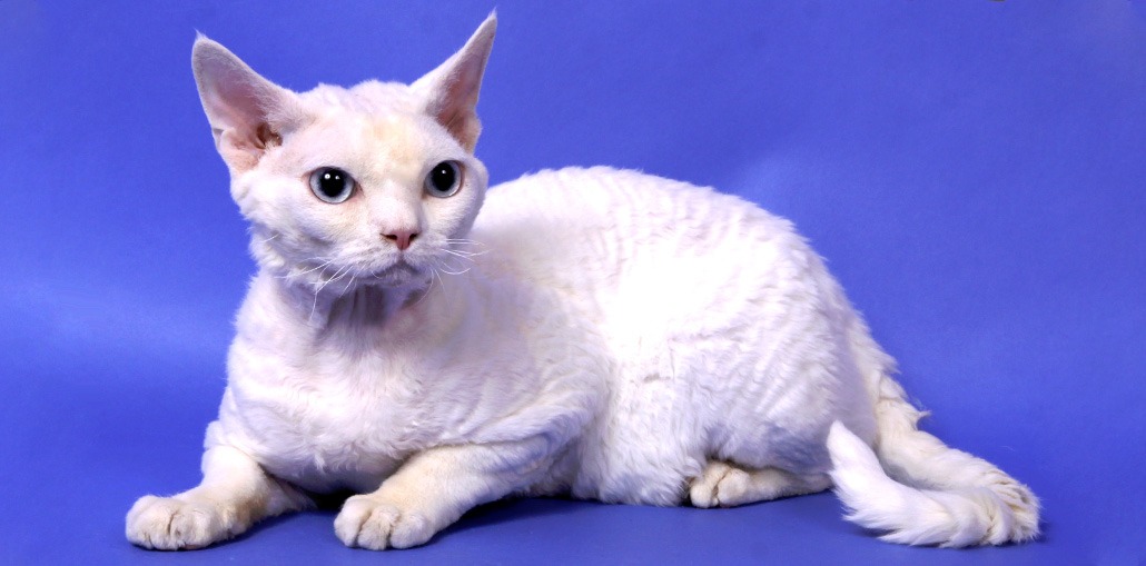 Devon Rex