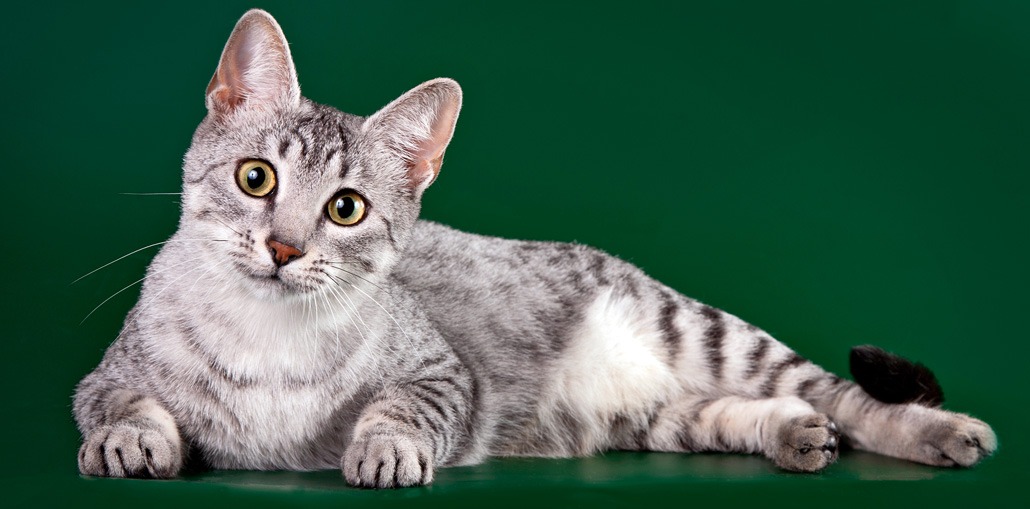 Egyptian Mau