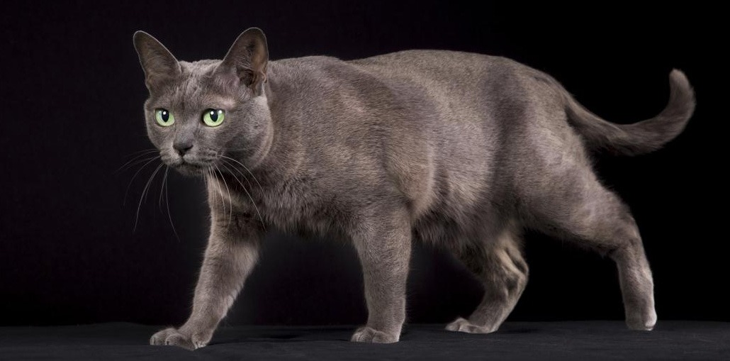 Korat