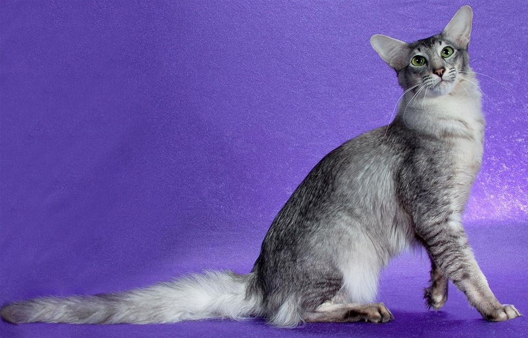 Oriental Longhair