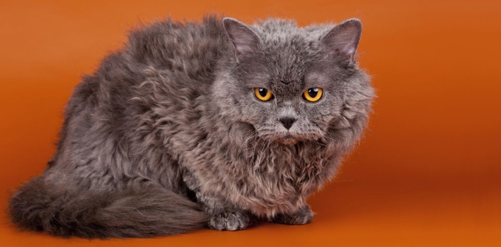 Selkirk Rex