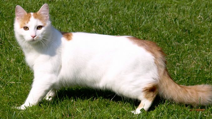 Turkish Van