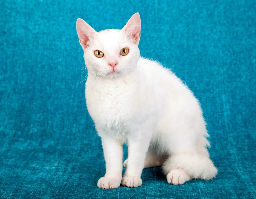 American Wirehair