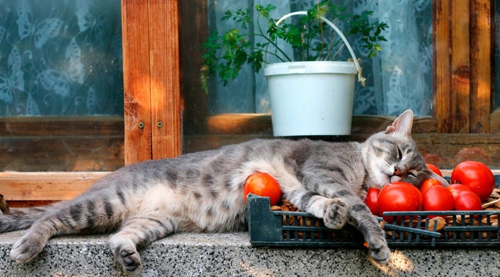 кошка и помидоры