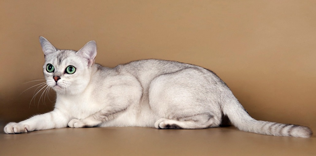 Burmilla