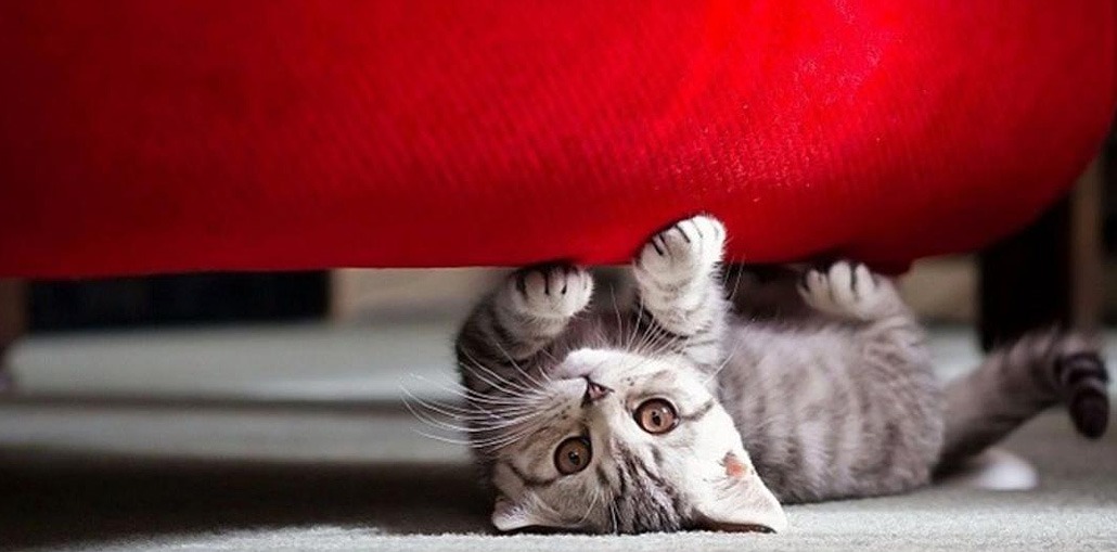 коты топчут лапками