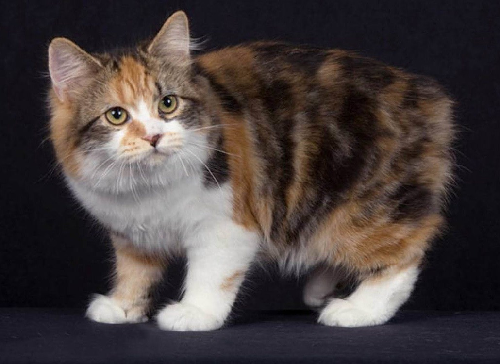 кимрийская кошка