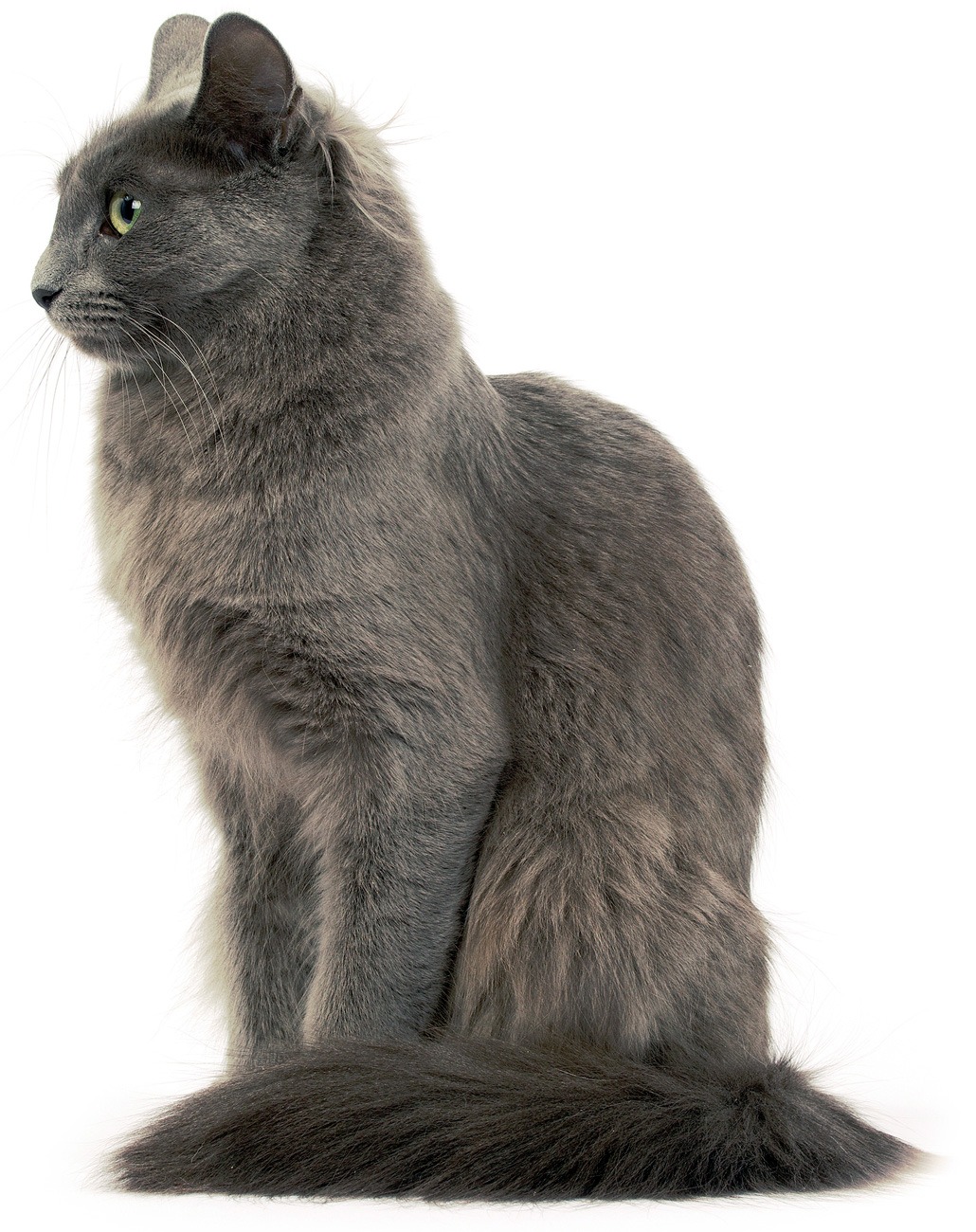 Nebelung cat
