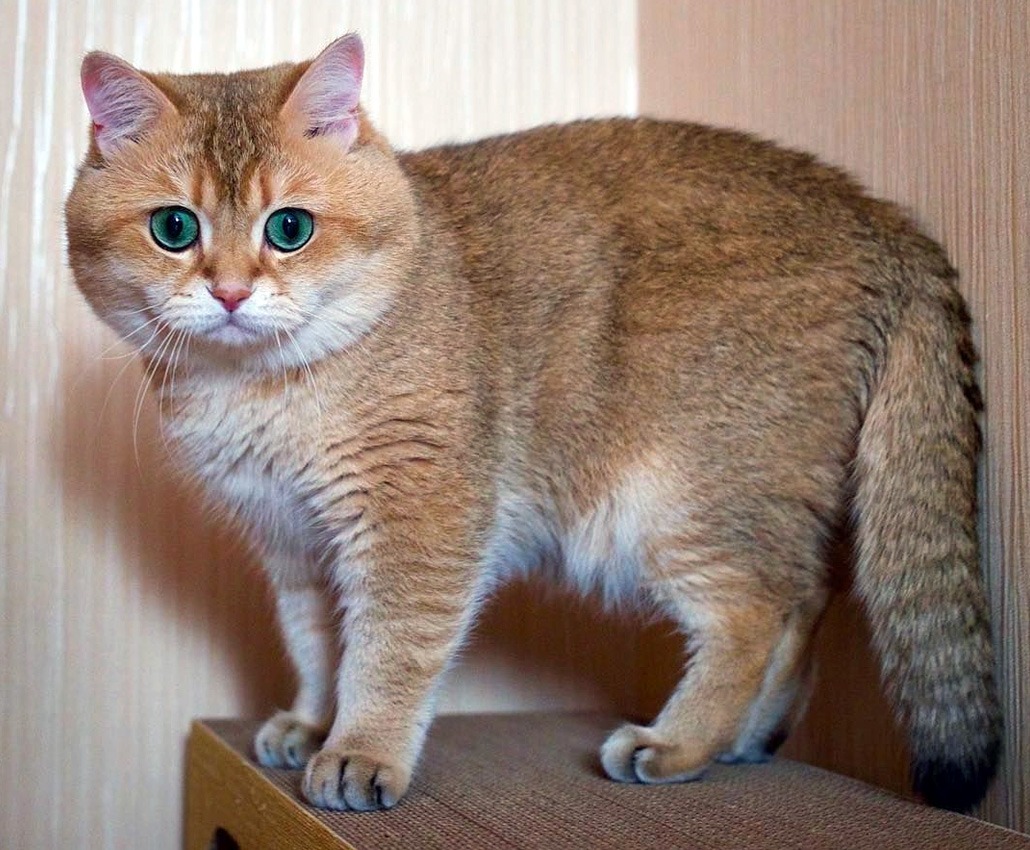 шотландская прямоухая