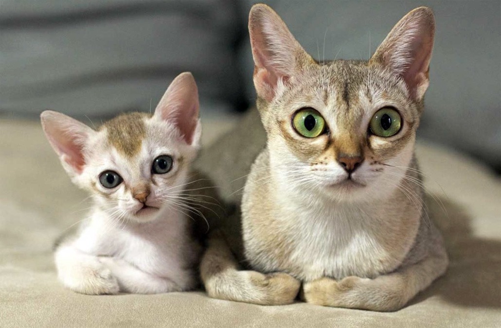 сингапурские кошки