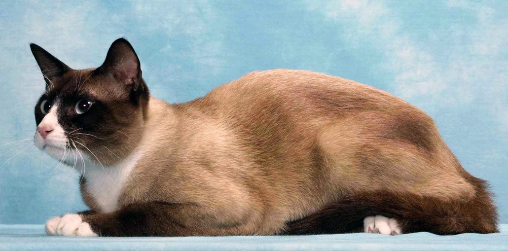Snowshoe cat