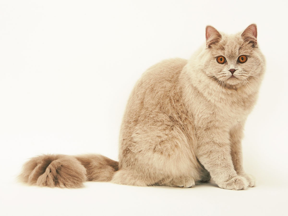 британский длинношерстный кот