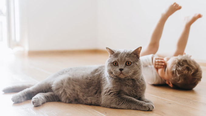 Характер британських короткошерстих котів та котів