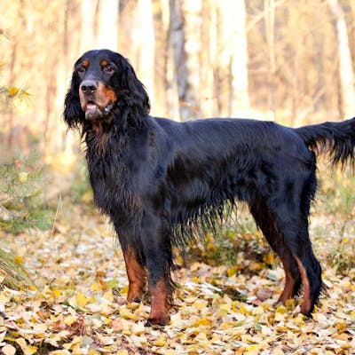 Шотландський сетер - фото, ціна, опис, відео