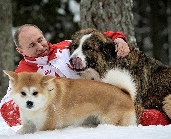президент В.В. Путин с собакой акита-ину