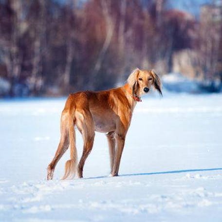 уход за породой салюки