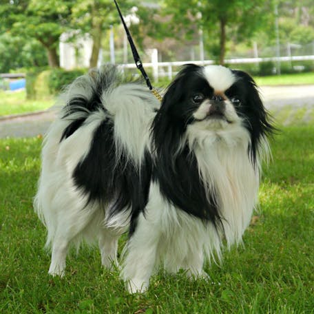 Японський хін - фото, ціна, характеристика, вага, зростання