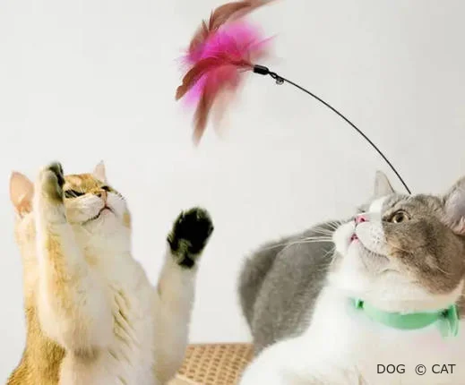 дразнилки для кота
